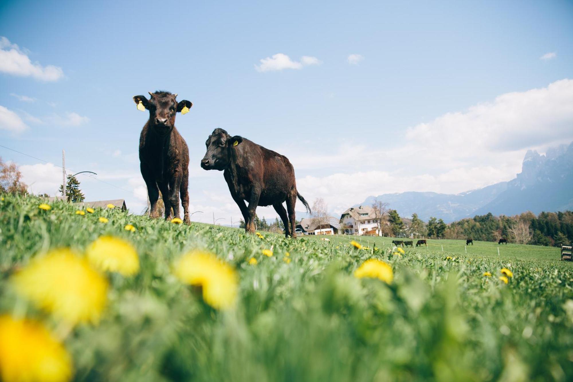 Alpin Farm Birke - Oberweidacherhof Collalbo Zewnętrze zdjęcie