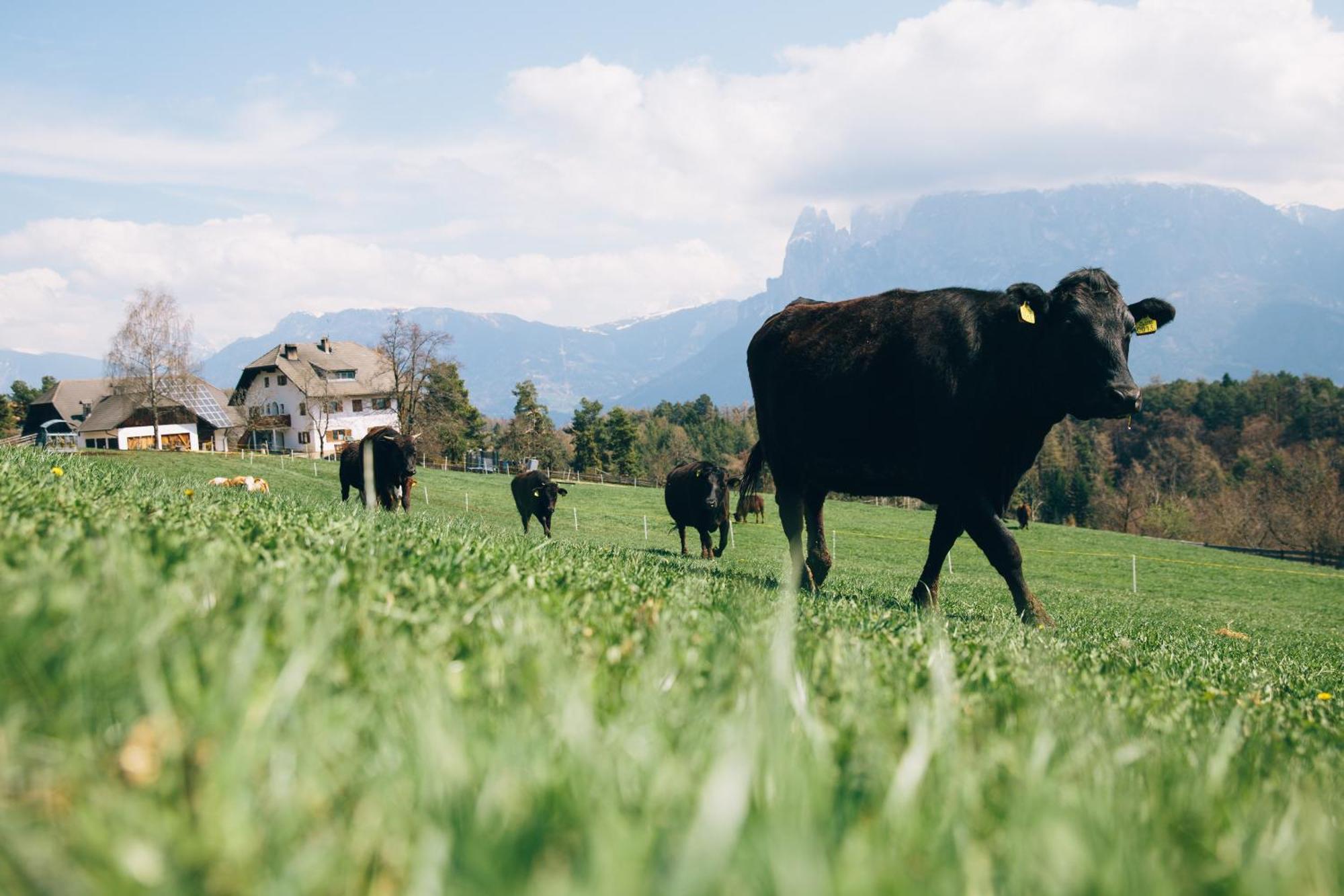 Alpin Farm Birke - Oberweidacherhof Collalbo Zewnętrze zdjęcie